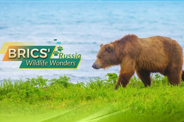 Exploring Russia’s Wild Side: Meet the Kamchatka Brown Bear 🐻 Exploring_Russia_s_Wild_Side__Meet_the_Kamchatka_Brown_Bear__