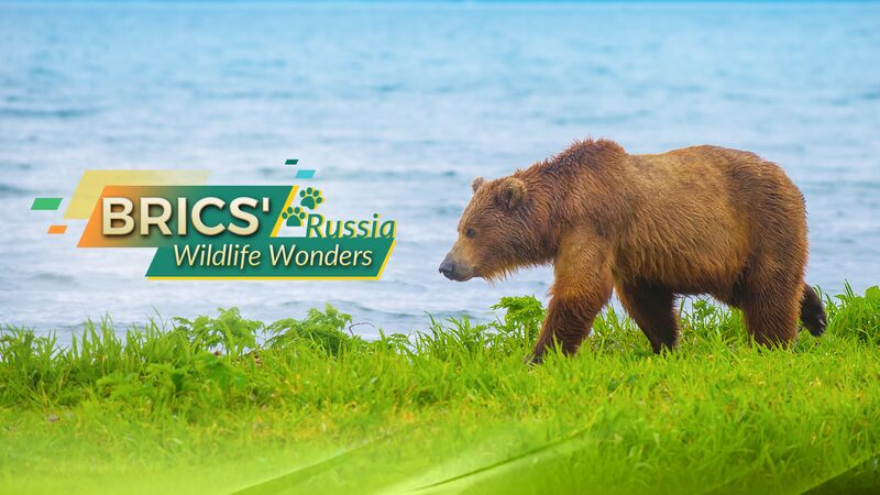 Exploring_Russia_s_Wild_Side__Meet_the_Kamchatka_Brown_Bear__ - News for amigos, by amigos Exploring_Russia_s_Wild_Side__Meet_the_Kamchatka_Brown_Bear__