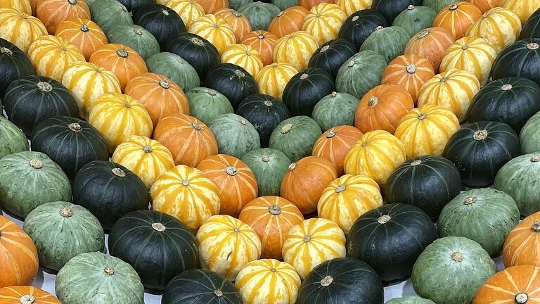 Exploring_Shouguang__China_s_Colorful__Vegetable_Capital____