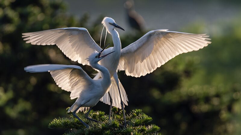 Exploring_the_Egret_Paradise_at_Caofeidian_Wetland_poster - News for amigos, by amigos Exploring_the_Egret_Paradise_at_Caofeidian_Wetland video poster