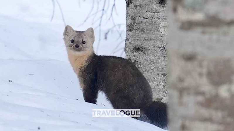 Exploring_the_Elusive_Sables_of_Changbai_Mountain__ - News for amigos, by amigos Exploring_the_Elusive_Sables_of_Changbai_Mountain__