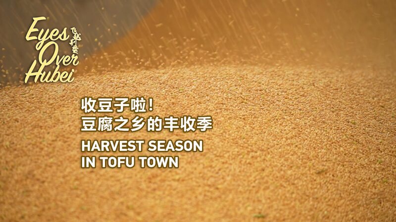 Exploring_the_Soybean_Harvest_in_Hubei_s_Tofu_Town__ video poster