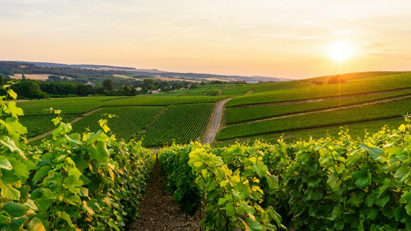 Extreme_Weather_Deals_a_Blow_to_Italy_s_Agriculture_in_2023____