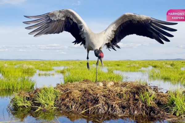 Fairies of the Plateau: Black-Necked Cranes Grace Sichuan’s Zoige Wetland Fairies_of_the_Plateau__Black_Necked_Cranes_Grace_Sichuan_s_Zoige_Wetland