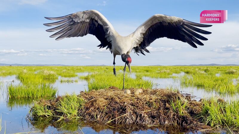 Fairies_of_the_Plateau__Black_Necked_Cranes_Grace_Sichuan_s_Zoige_Wetland - News for amigos, by amigos Fairies_of_the_Plateau__Black_Necked_Cranes_Grace_Sichuan_s_Zoige_Wetland