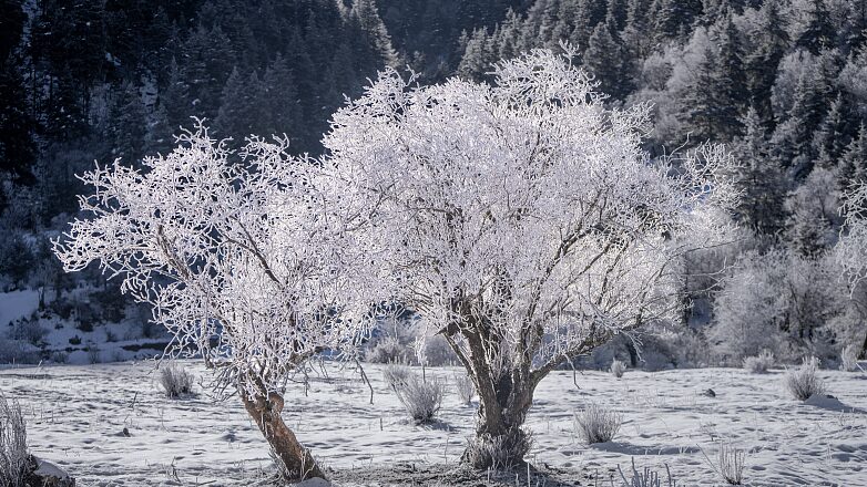 Fairy_Tale_Frost_Transforms_Yunnan_s_Potatso_National_Park - News for amigos, by amigos Fairy_Tale_Frost_Transforms_Yunnan_s_Potatso_National_Park
