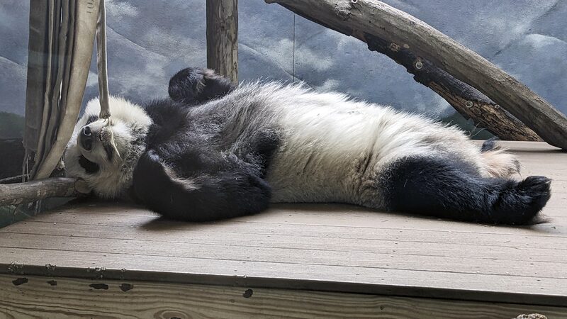 Farewell__Furry_Friends__Zoo_Atlanta_s_Pandas_Heading_Back_to_China__ - News for amigos, by amigos Farewell__Furry_Friends__Zoo_Atlanta_s_Pandas_Heading_Back_to_China__