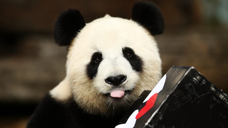 Farewell_to_Wang_Wang_and_Fu_Ni__Adelaide_Zoo_s_Beloved_Pandas_Return_Home___ - News for amigos, by amigos Farewell_to_Wang_Wang_and_Fu_Ni__Adelaide_Zoo_s_Beloved_Pandas_Return_Home___