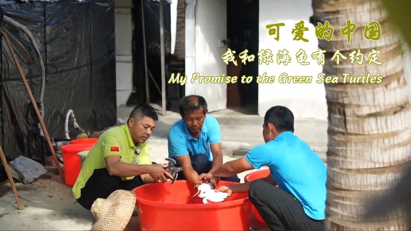 Father_and_Son_Team_Up_to_Save_Sea_Turtles_in_the_South_China_Sea__ video poster