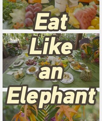 Feast Like an Elephant in Yunnan’s Elephant Valley! Feast_Like_an_Elephant_in_Yunnan_s_Elephant_Valley_ video poster