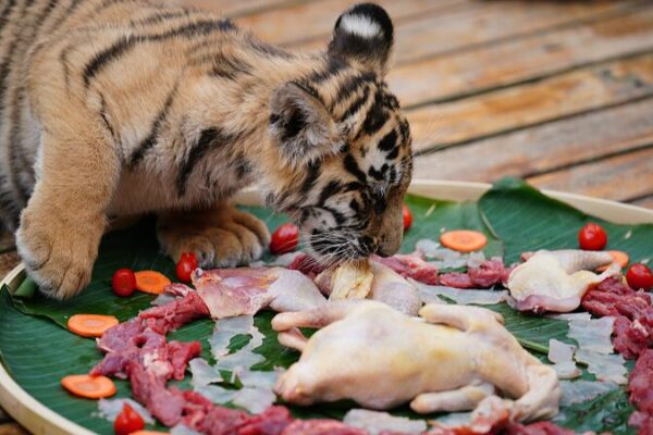 🐯🐵🦁 ‘Feast Mode’: Yunnan’s Wild Animals Celebrate Chinese New Year with Special Meals! _____Feast_Mode___Yunnan_s_Wild_Animals_Celebrate_Chinese_New_Year_with_Special_Meals_