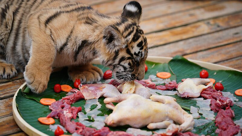 _____Feast_Mode___Yunnan_s_Wild_Animals_Celebrate_Chinese_New_Year_with_Special_Meals_