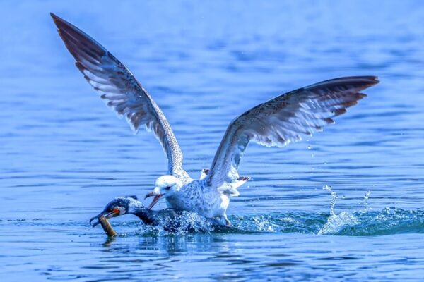 Feathered Face-Off: Cormorants and Gulls Clash at Dingxiang Lake! Feathered_Face_Off__Cormorants_and_Gulls_Clash_at_Dingxiang_Lake_