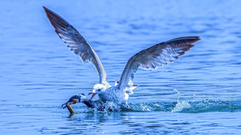 Feathered_Face_Off__Cormorants_and_Gulls_Clash_at_Dingxiang_Lake_ - News for amigos, by amigos Feathered_Face_Off__Cormorants_and_Gulls_Clash_at_Dingxiang_Lake_