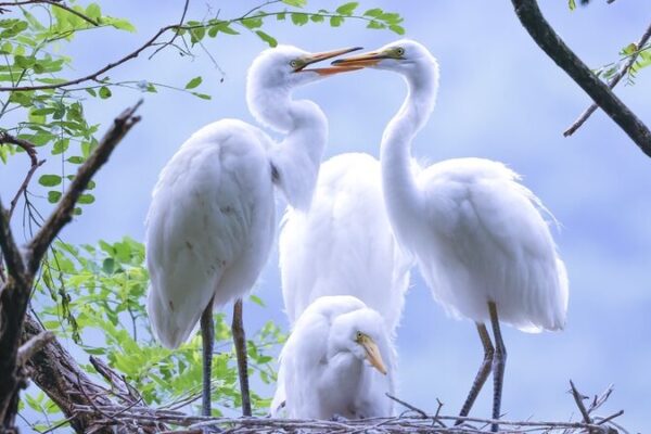 🦢🌿 Feathered Friends Flock to Liaoning: Egrets and Herons Settle in NE China ___Feathered_Friends_Flock_to_Liaoning__Egrets_and_Herons_Settle_in_NE_China