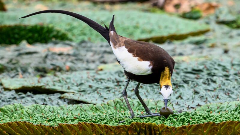Feathered_Love__Pheasant_tailed_Jacana_Guards_New_Egg_in_Nanjing___ - News for amigos, by amigos Feathered_Love__Pheasant_tailed_Jacana_Guards_New_Egg_in_Nanjing___