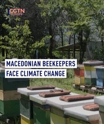 Feeling the Sting: Climate Change Hits North Macedonia’s Beekeepers 🐝🔥 Feeling_the_Sting__Climate_Change_Hits_North_Macedonia_s_Beekeepers___ video poster