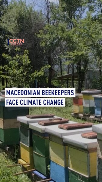 Feeling_the_Sting__Climate_Change_Hits_North_Macedonia_s_Beekeepers____poster - News for amigos, by amigos Feeling_the_Sting__Climate_Change_Hits_North_Macedonia_s_Beekeepers___ video poster