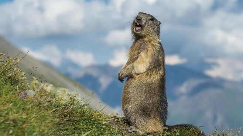 Fight_or_Dance__Adorable_Marmot_Duo_Caught_Busting_Moves_in_Northwest_China_poster - News for amigos, by amigos Fight_or_Dance__Adorable_Marmot_Duo_Caught_Busting_Moves_in_Northwest_China video poster