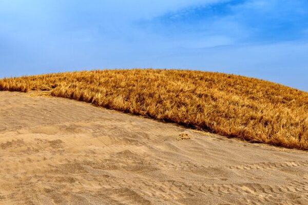 🌿 Fighting Deserts with Grass Grids: China’s Green Revolution Along Jinhe Highway __Fighting_Deserts_with_Grass_Grids__China_s_Green_Revolution_Along_Jinhe_Highway