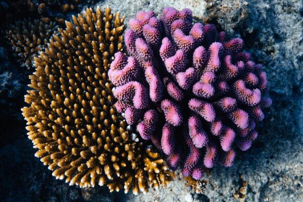 Fiji Dives into Green Tourism with New Coral Gene Bank 🌊 Fiji_Dives_into_Green_Tourism_with_New_Coral_Gene_Bank__