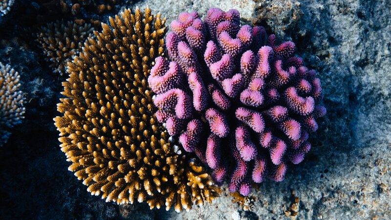 Fiji_Dives_into_Green_Tourism_with_New_Coral_Gene_Bank__ - News for amigos, by amigos Fiji_Dives_into_Green_Tourism_with_New_Coral_Gene_Bank__