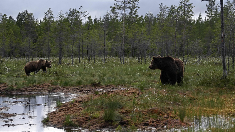 Finland_s_Coastal_Biodiversity_in_Danger__Experts_Worried___ - News for amigos, by amigos Finland_s_Coastal_Biodiversity_in_Danger__Experts_Worried___