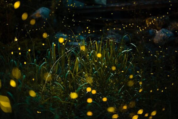 Firefly Glow Unveiled: Chinese Scientists Decode Bioluminescence Secrets ✨ Firefly_Glow_Unveiled__Chinese_Scientists_Decode_Bioluminescence_Secrets__