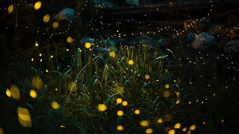 Firefly_Glow_Unveiled__Chinese_Scientists_Decode_Bioluminescence_Secrets__ - News for amigos, by amigos Firefly_Glow_Unveiled__Chinese_Scientists_Decode_Bioluminescence_Secrets__