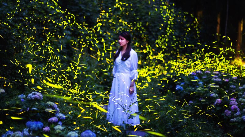 Firefly_Wonderland__Tiantai_Mountain_s_Enchanting_Night_Lights__ - News for amigos, by amigos Firefly_Wonderland__Tiantai_Mountain_s_Enchanting_Night_Lights__