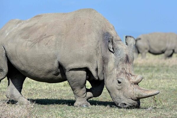 First-Ever White Rhino IVF Pregnancy Gives Hope to Save Species 🦏 First_Ever_White_Rhino_IVF_Pregnancy_Gives_Hope_to_Save_Species__