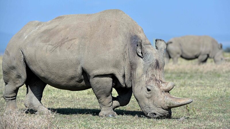 First_Ever_White_Rhino_IVF_Pregnancy_Gives_Hope_to_Save_Species__ - News for amigos, by amigos First_Ever_White_Rhino_IVF_Pregnancy_Gives_Hope_to_Save_Species__