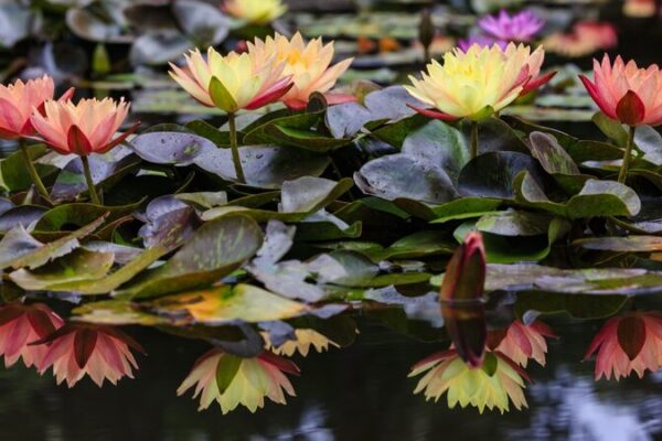 First Kunming Biodiversity Fund Projects Set to Launch Ahead of COP16 🌿 First_Kunming_Biodiversity_Fund_Projects_Set_to_Launch_Ahead_of_COP16__