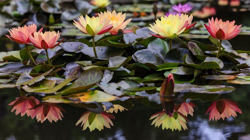 First_Kunming_Biodiversity_Fund_Projects_Set_to_Launch_Ahead_of_COP16__ - News for amigos, by amigos First_Kunming_Biodiversity_Fund_Projects_Set_to_Launch_Ahead_of_COP16__