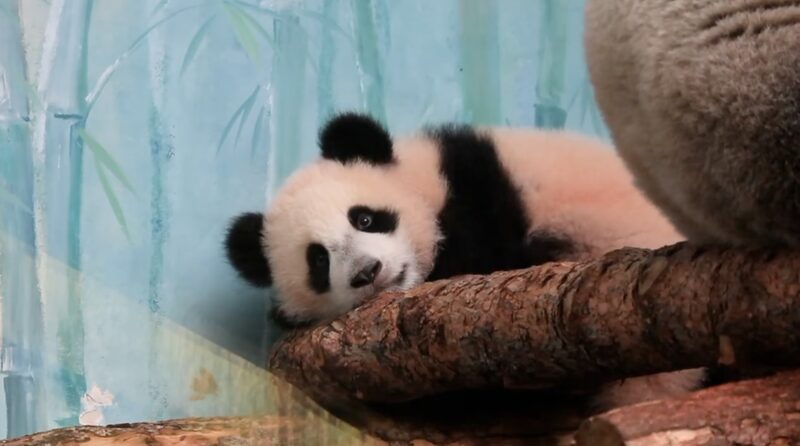 First_Russia_born_Giant_Panda_Cub_Katyusha_Makes_Adorable_Debut_at_Moscow_Zoo_poster - News for amigos, by amigos First_Russia_born_Giant_Panda_Cub_Katyusha_Makes_Adorable_Debut_at_Moscow_Zoo video poster