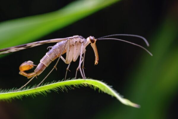 🌿 Five New Species Discovered in China’s Yunnan Province! __Five_New_Species_Discovered_in_China_s_Yunnan_Province_ video poster