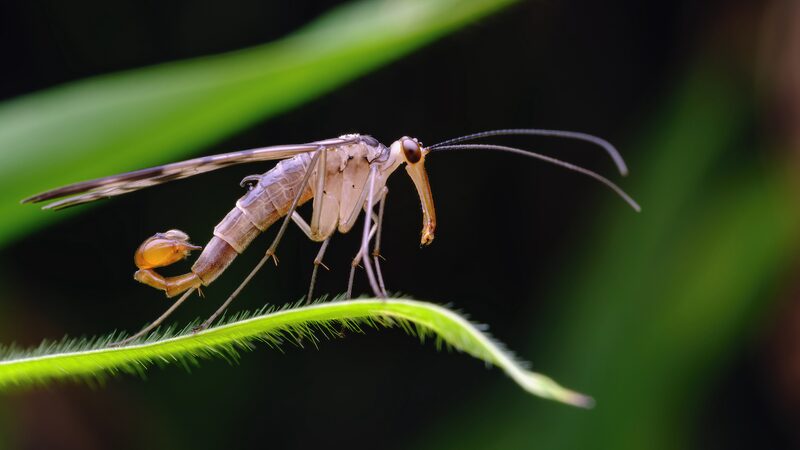 __Five_New_Species_Discovered_in_China_s_Yunnan_Province_ video poster
