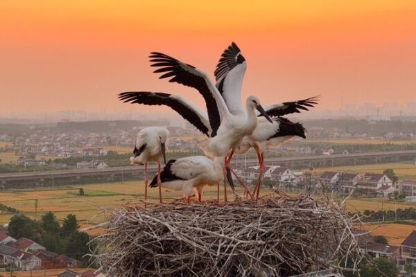 Five_Oriental_Stork_Chicks_Take_First_Flight_in_Jiangsu__