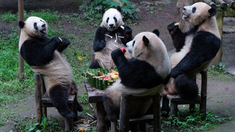 Five_Years_of_Panda_monium__Chongqing_Zoo_s_Quadruplets_Celebrate_Milestone_Birthday - News for amigos, by amigos Five_Years_of_Panda_monium__Chongqing_Zoo_s_Quadruplets_Celebrate_Milestone_Birthday