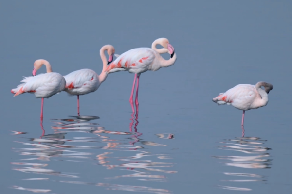 Flamingos Flock to Shanxi’s Restored Wetlands 🦩🌿 Flamingos_Flock_to_Shanxi_s_Restored_Wetlands___ video poster