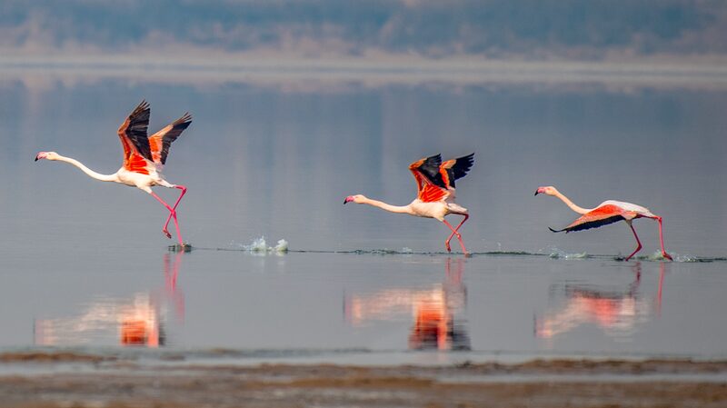 Flamingos_Flock_to_Yuncheng_Salt_Lake__Turning_Shanxi_Pink - News for amigos, by amigos Flamingos_Flock_to_Yuncheng_Salt_Lake__Turning_Shanxi_Pink
