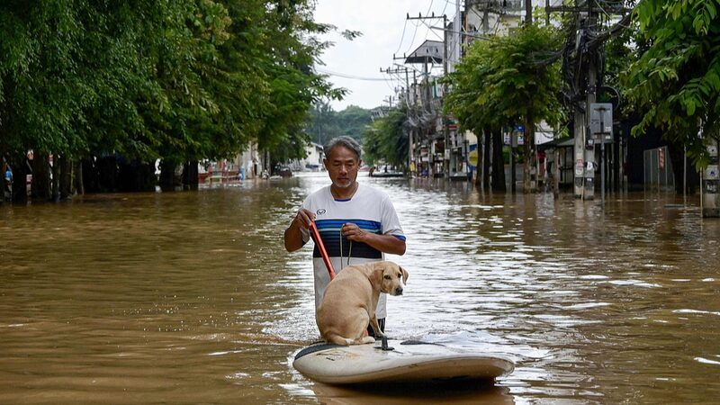 Flash_Floods_in_Chiang_Mai_Kill_Three_and_Two_Elephants - News for amigos, by amigos Flash_Floods_in_Chiang_Mai_Kill_Three_and_Two_Elephants