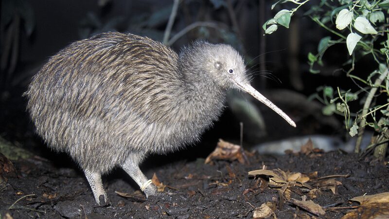Flightless_Kiwi_Birds_Take_to_the_Skies_in_Epic_Conservation_Journey___ - News for amigos, by amigos Flightless_Kiwi_Birds_Take_to_the_Skies_in_Epic_Conservation_Journey___