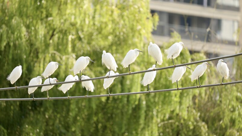 Flocks_of_Elegance__Egrets_and_Herons_Make_Yinjiang_Their_Winter_Home video poster