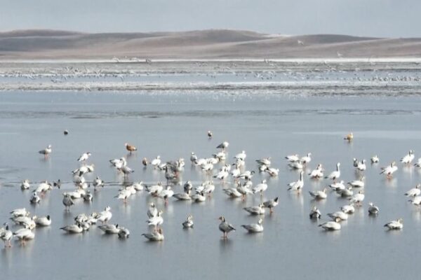 Flocks of Migratory Birds Return to Chinese Wetlands for Winter 🐦❄️ Flocks_of_Migratory_Birds_Return_to_Chinese_Wetlands_for_Winter____ video poster