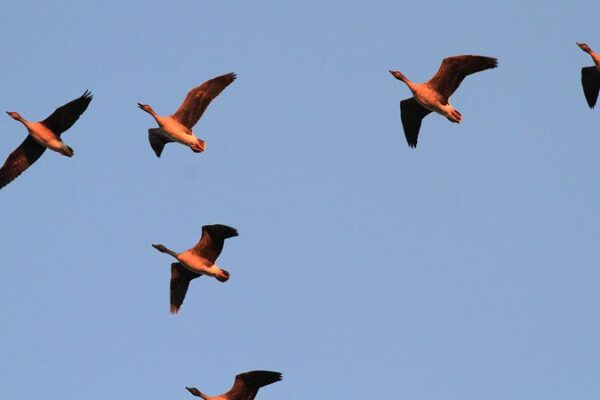 Flocks_of_Migratory_Birds_Turn_Hebei_s_Wetlands_into_a_Bird_Paradise___ video poster