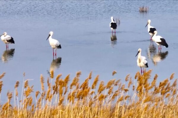🕊️ Flocks of Oriental Storks Soar Over East China’s Lianyungang Wetland! ___Flocks_of_Oriental_Storks_Soar_Over_East_China_s_Lianyungang_Wetland_ video poster