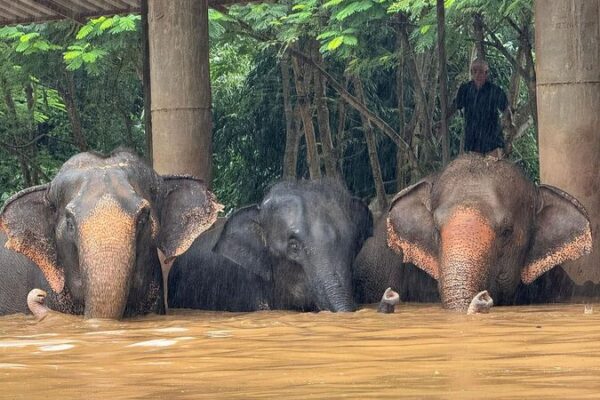 Floods in Chiang Mai: Residents and Rescued Elephants Seek Higher Ground 🐘💦 Floods_in_Chiang_Mai__Residents_and_Rescued_Elephants_Seek_Higher_Ground___
