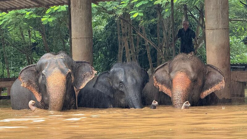 Floods_in_Chiang_Mai__Residents_and_Rescued_Elephants_Seek_Higher_Ground___