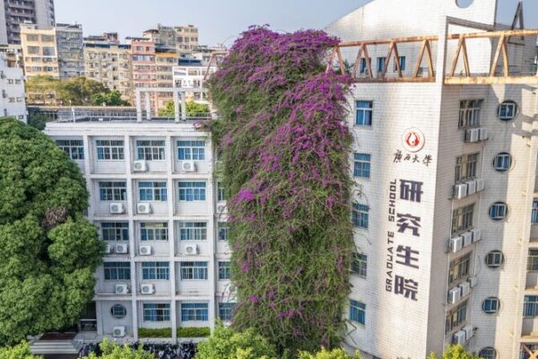 Floral Fortress: Giant Bougainvillea Transforms Nanning Campus 🌺 Floral_Fortress__Giant_Bougainvillea_Transforms_Nanning_Campus__